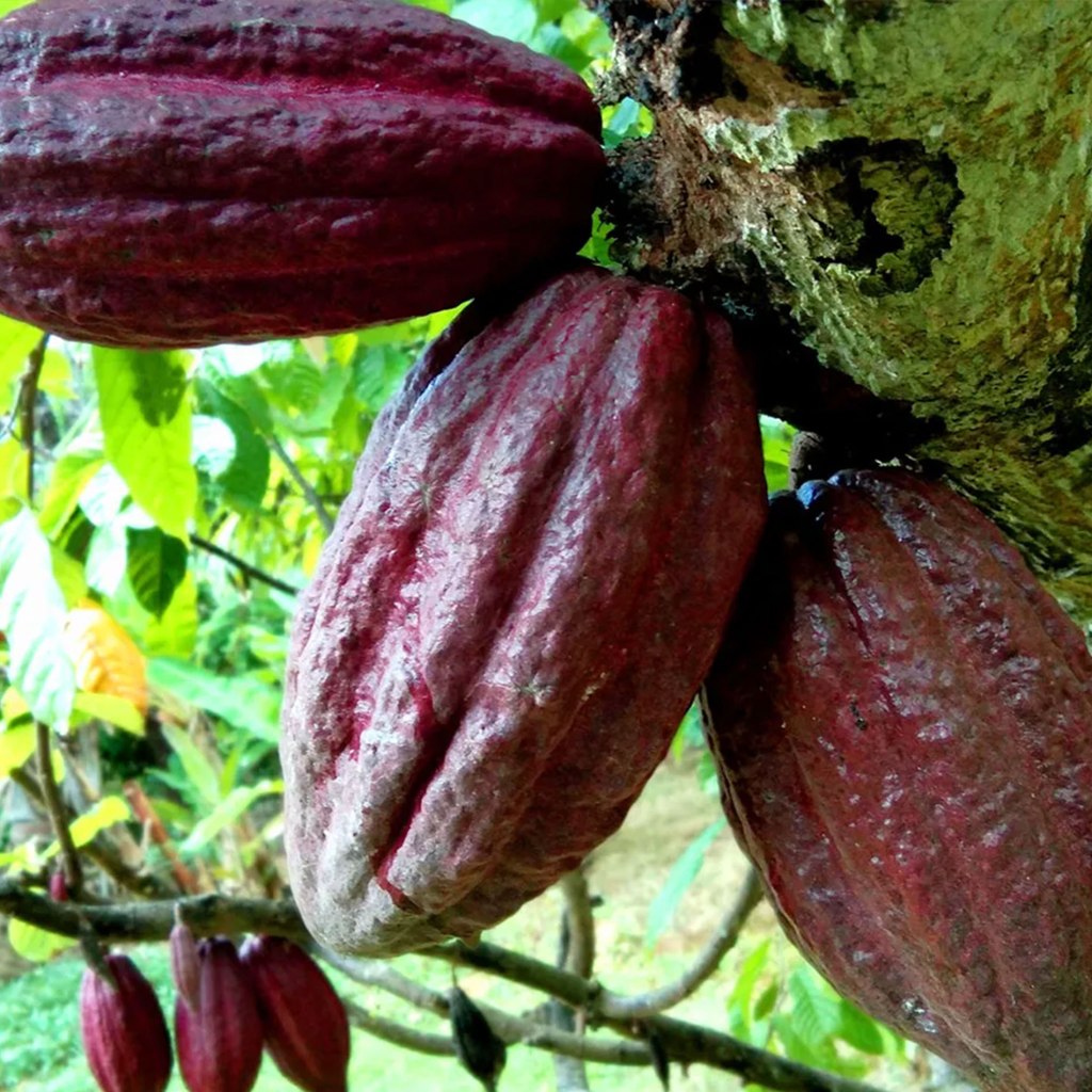 How to Make Chocolate